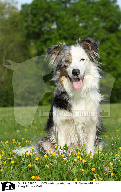 sitzender Border Collie / sitting Border Collie / SS-52820