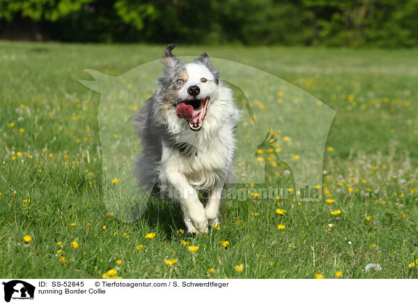 rennender Border Collie / running Border Collie / SS-52845