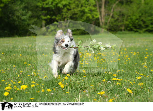 spielender Border Collie / playing Border Collie / SS-52929