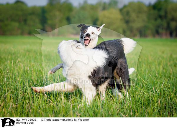 playing dogs / MW-05035