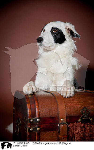 Border Collie / Border Collie / MW-05188