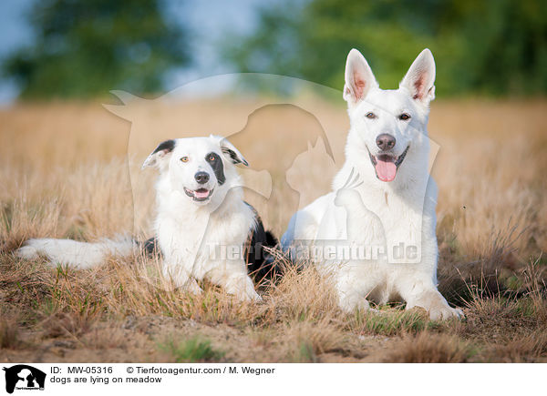 dogs are lying on meadow / MW-05316