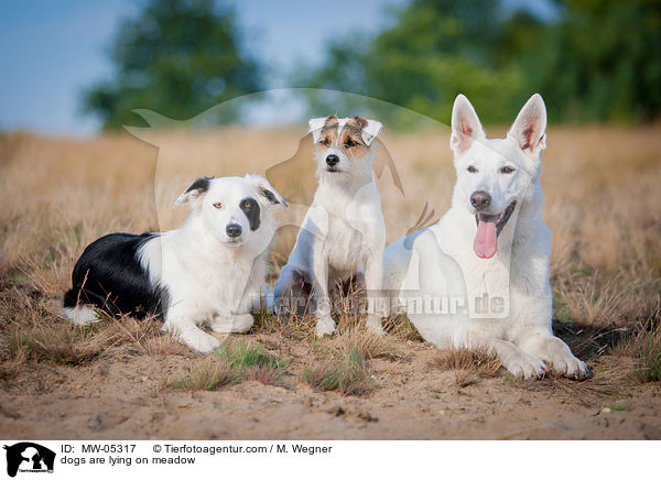 dogs are lying on meadow / MW-05317