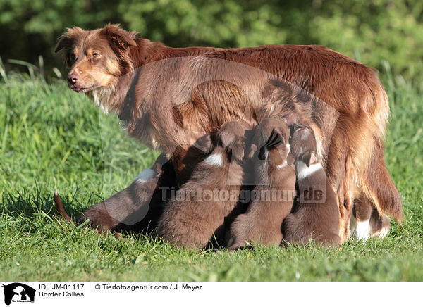 Border Collies / Border Collies / JM-01117