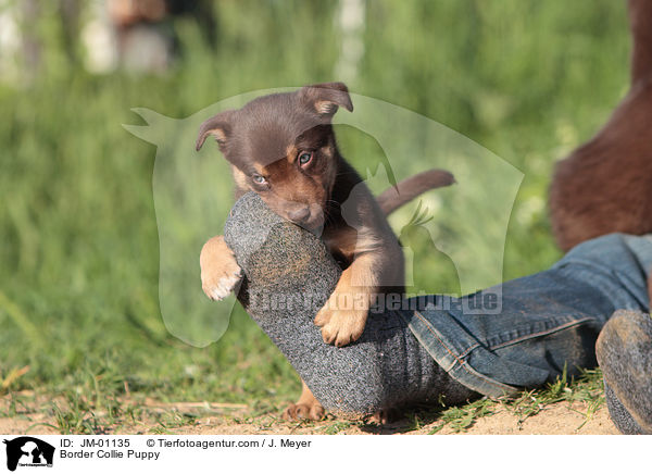 Border Collie Welpe / Border Collie Puppy / JM-01135