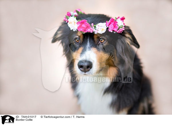 Border Collie / Border Collie / TAH-01017