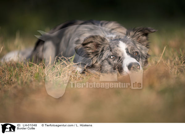 Border Collie / Border Collie / LH-01048