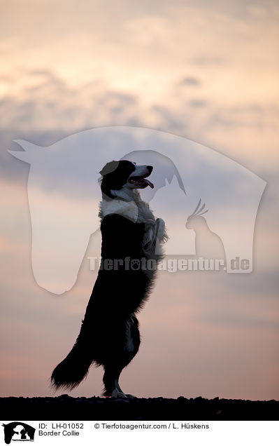 Border Collie / Border Collie / LH-01052