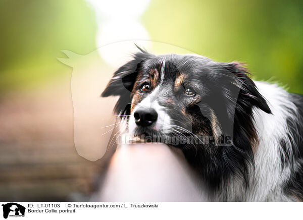 Border Collie Portrait / Border Collie portrait / LT-01103