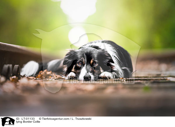 liegender Border Collie / lying Border Collie / LT-01133