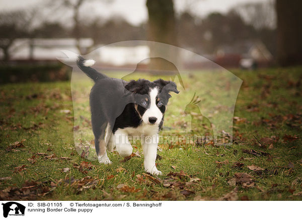 running Border Collie puppy / SIB-01105
