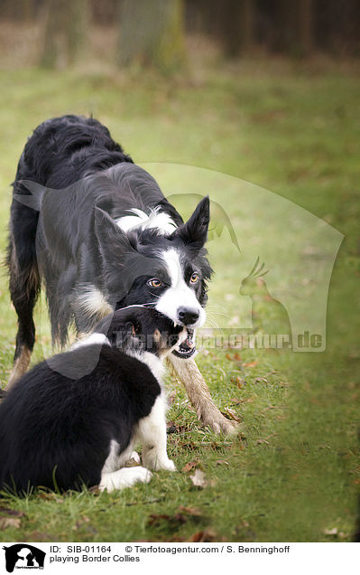 playing Border Collies / SIB-01164