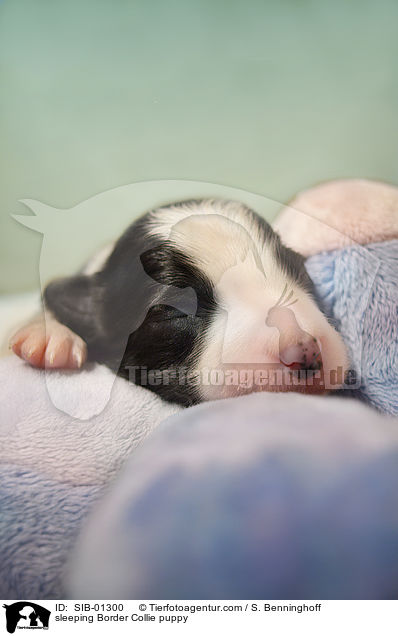 schlafender Border Collie Welpe / sleeping Border Collie puppy / SIB-01300