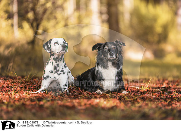Border Collie mit Dalmatiner / Border Collie with Dalmatian / SSE-01078