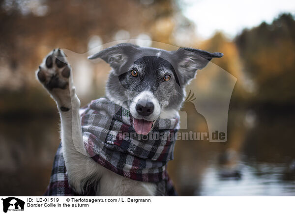 Border Collie im Herbst / Border Collie in the autumn / LB-01519
