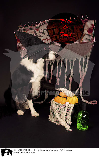 sitting Border Collie / AH-01080