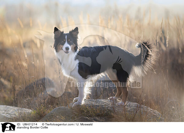 stehender Border Collie / standing Border Collie / UM-01214