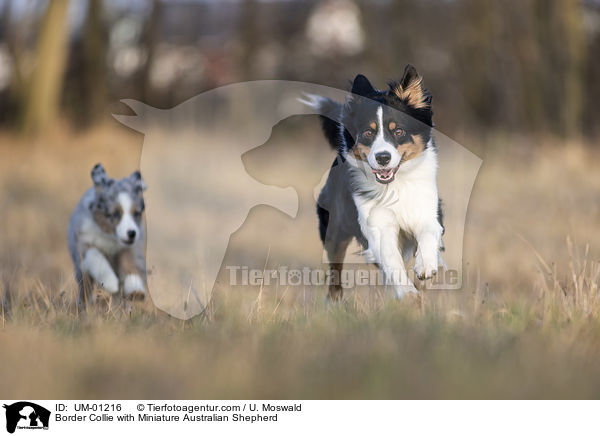Border Collie with Miniature Australian Shepherd / UM-01216