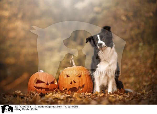 sitzender Border Collie / sitting Border Collie / VJ-02163