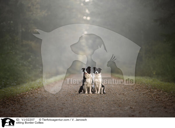 sitzende Border Collies / sitting Border Collies / VJ-02207
