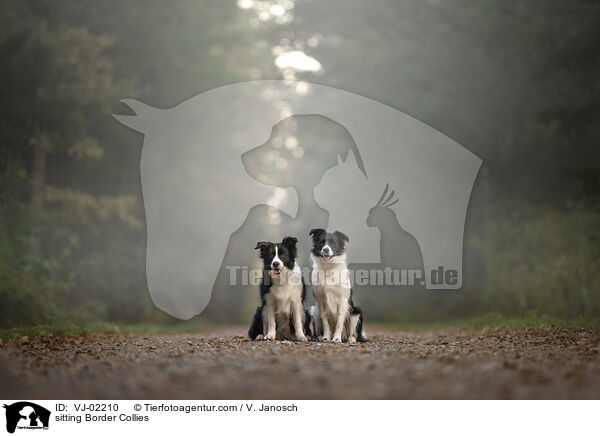 sitzende Border Collies / sitting Border Collies / VJ-02210
