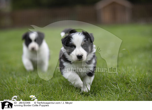 rennende Border Collie Welpen / running Border Collie Puppies / JM-02366