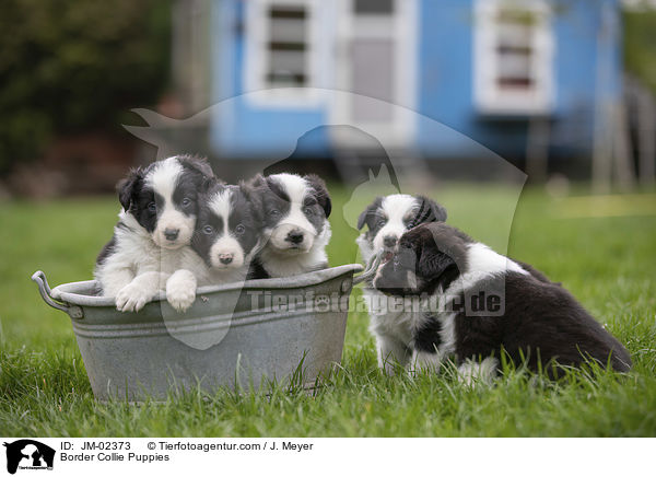 Border Collie Puppies / JM-02373