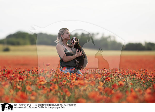 Frau mit Border Collie im Mohnfeld / woman with Border Collie in the poppy field / AH-01843