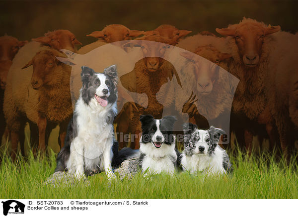 Border Collies und Schafe / Border Collies and sheeps / SST-20783