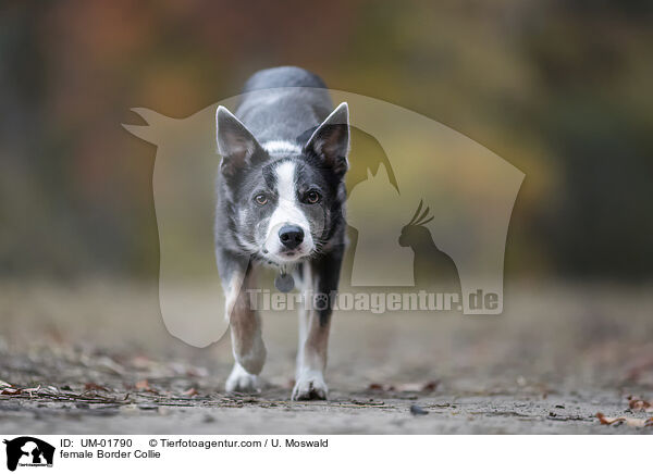 Border Collie Hndin / female Border Collie / UM-01790