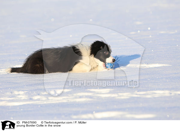 junger Border Collie im Schnee / young Border Collie in the snow / PM-07690