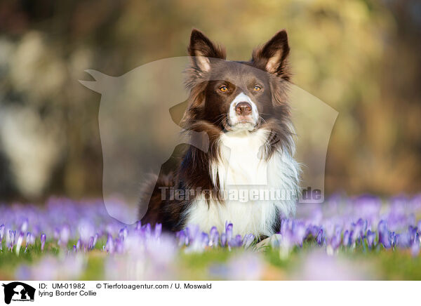 liegender Border Collie / lying Border Collie / UM-01982