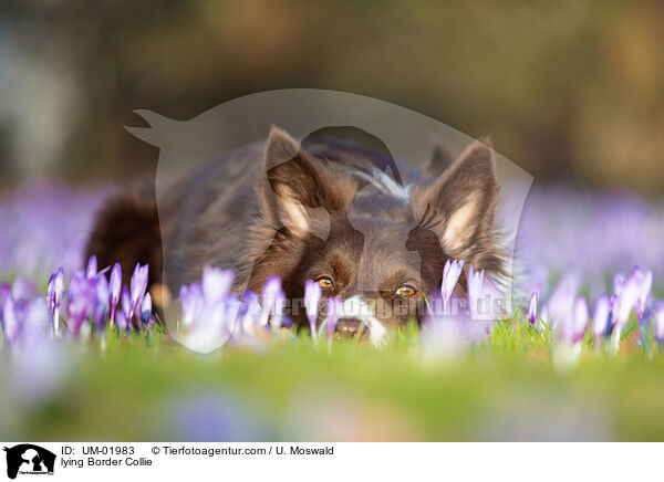liegender Border Collie / lying Border Collie / UM-01983