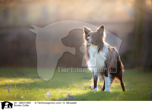 Border Collie / Border Collie / UM-01985