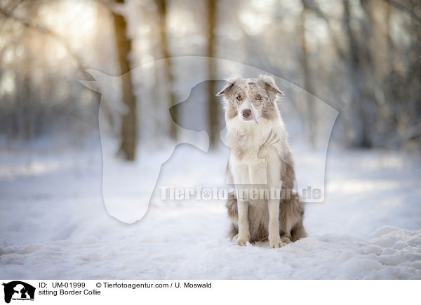 sitzender Border Collie / sitting Border Collie / UM-01999