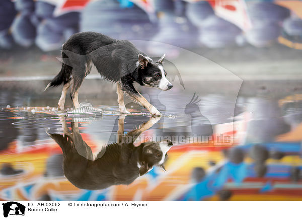 Border Collie / Border Collie / AH-03062