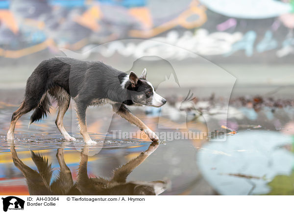 Border Collie / Border Collie / AH-03064