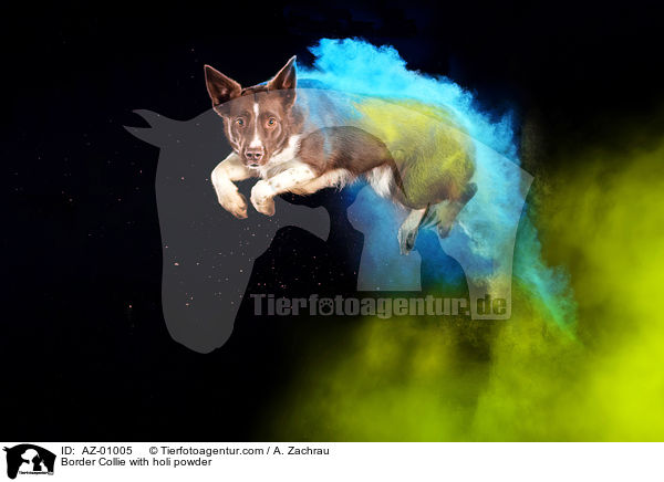 Border Collie with holi powder / AZ-01005