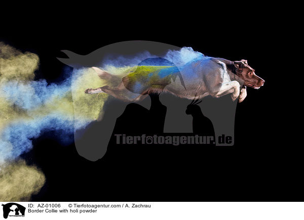 Border Collie with holi powder / AZ-01006