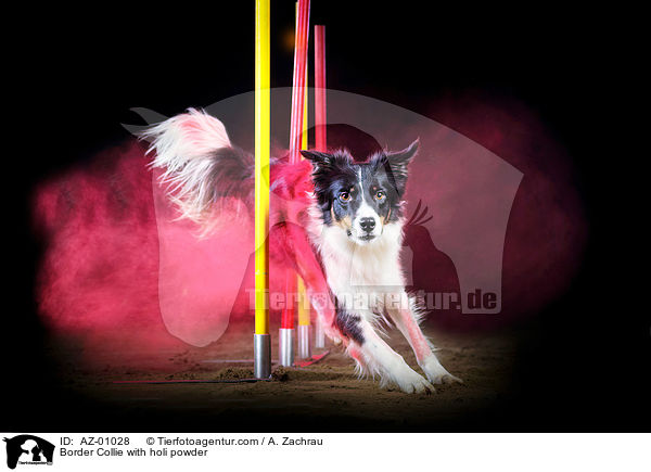 Border Collie mit Holi Pulver / Border Collie with holi powder / AZ-01028