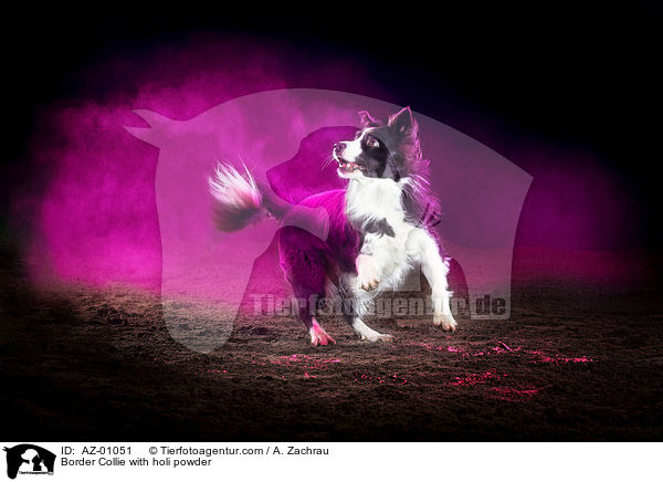 Border Collie mit Holi Pulver / Border Collie with holi powder / AZ-01051