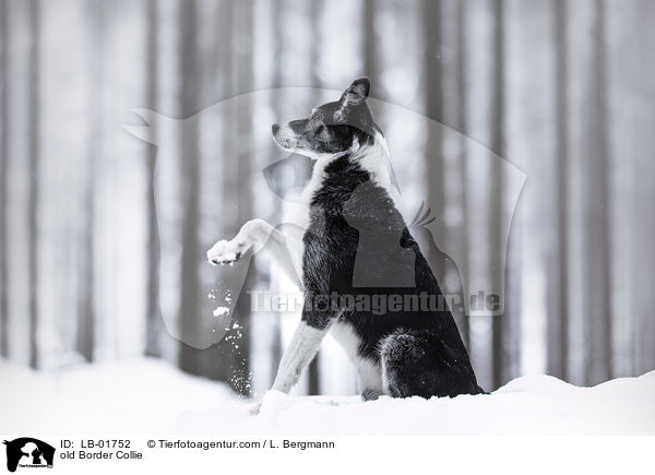 alter Border Collie / old Border Collie / LB-01752