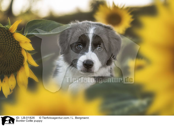 Border Collie Welpe / Border Collie puppy / LB-01826