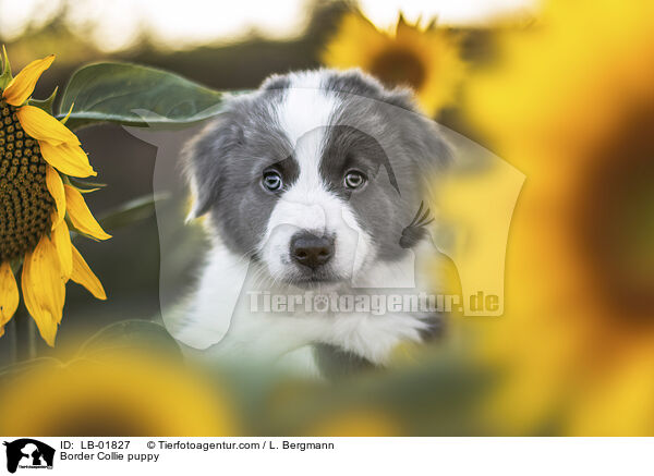 Border Collie puppy / LB-01827