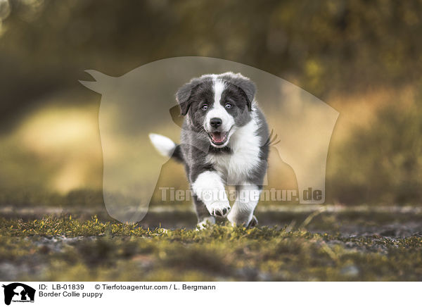 Border Collie Welpe / Border Collie puppy / LB-01839