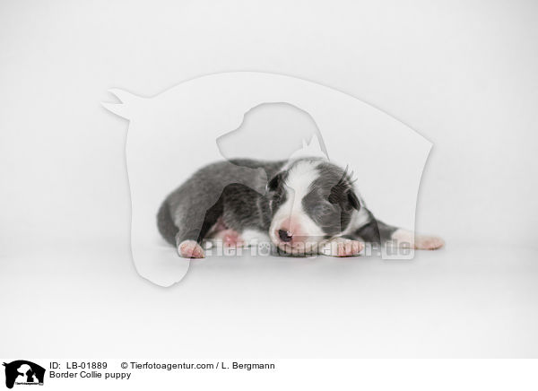 Border Collie Welpe / Border Collie puppy / LB-01889