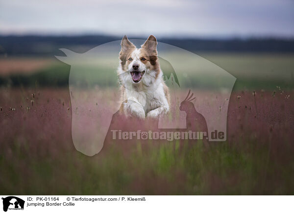springender Border Collie / jumping Border Collie / PK-01164