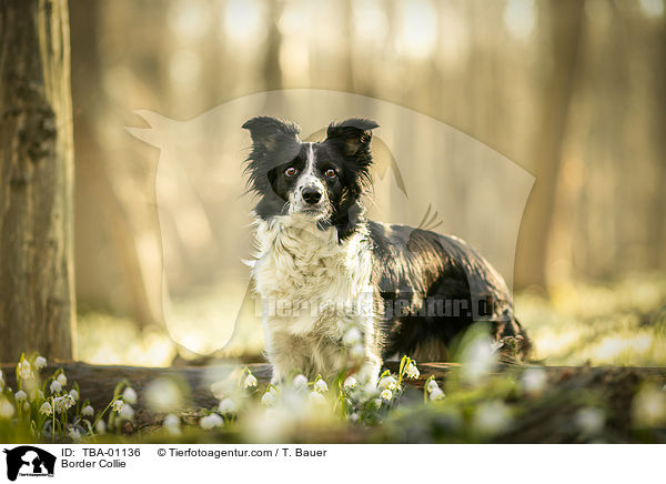 Border Collie / Border Collie / TBA-01136
