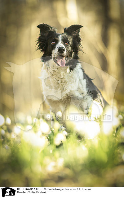 Border Collie Portrait / Border Collie Portrait / TBA-01140