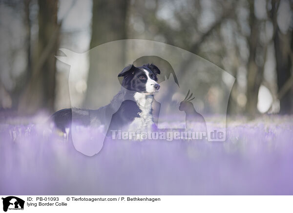 liegender Border Collie / lying Border Collie / PB-01093